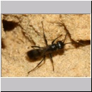 Dipogon subintermedius - Wegwespe w08a 7mm Sandgrube Niedringhaussee-det.jpg
